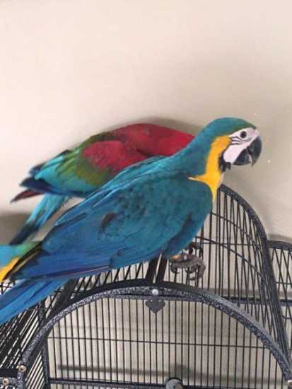Blue and Gold Macaw Parrot and Fertile Eggs For...