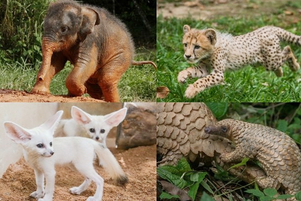 Six hundred animal babies born/hatched in Singapore last year